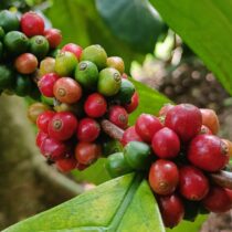 Coffee vs Health: Why Pure Coffee Is the Healthier Choice indonesian coffee cherries on branch green coffee beans indonesia