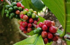 indonesian coffee cherries on branch green coffee beans indonesia
