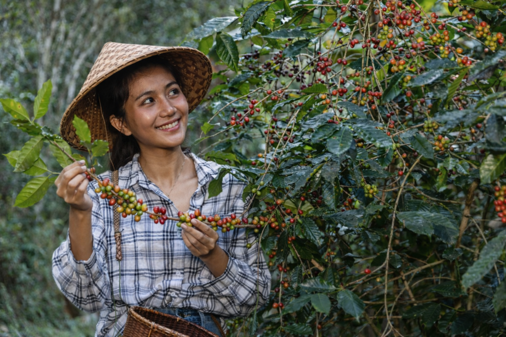 indonesian coffee farmer harvesting cherries
