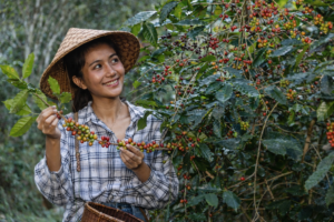 indonesian coffee farmer harvesting cherries