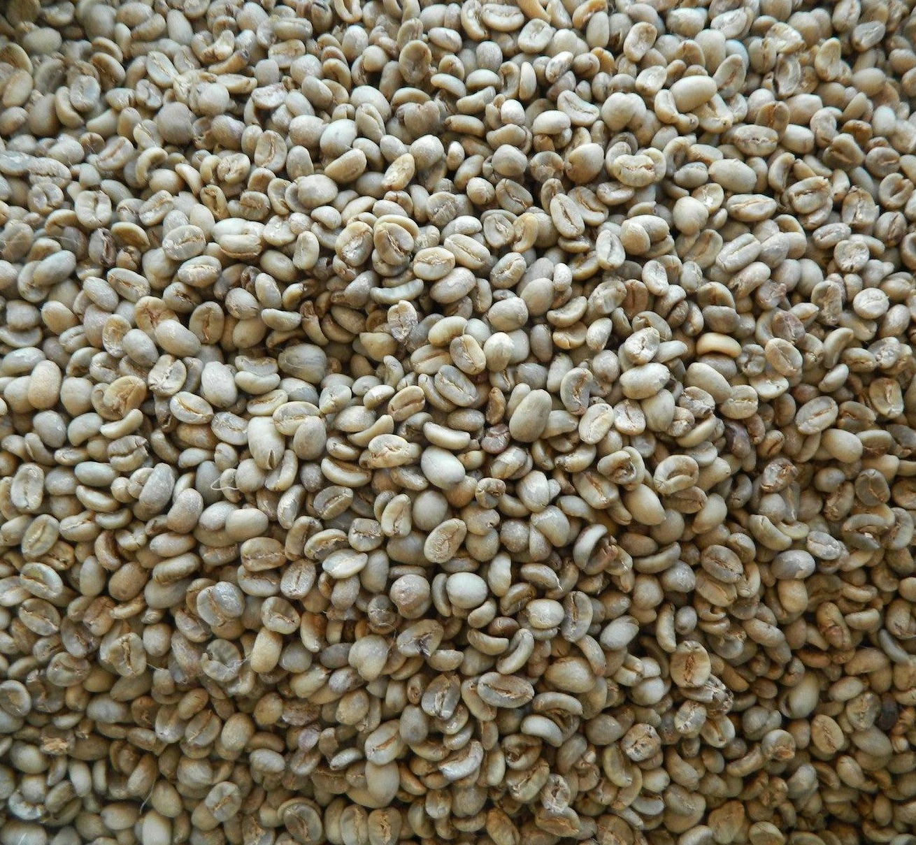 Toraja Sulawesi green coffee beans Indonesia