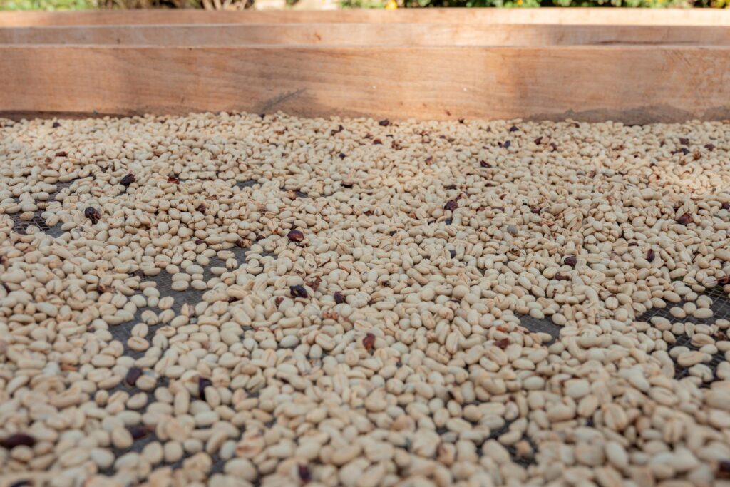 high quality green coffee beans indonesia origin