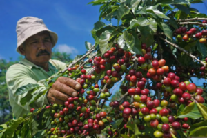 indonesian farmers harvesting coffee cherries
