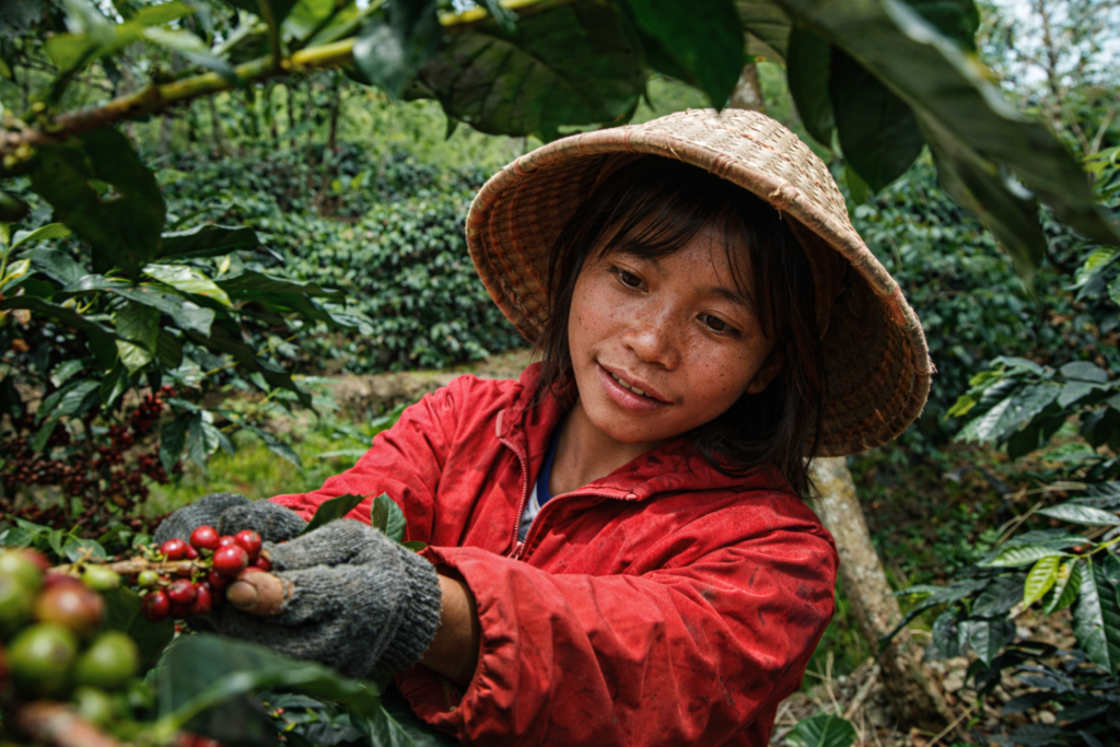 indonesian coffee farmer harvesting cherries
