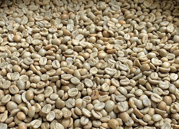 Bali Kintamani green coffee beans Indonesia