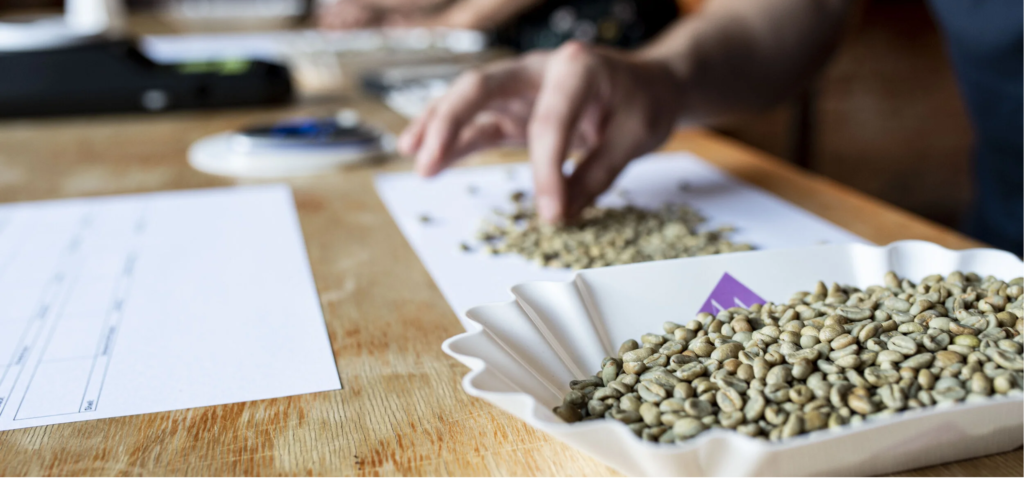 roasters checking green coffee bean characteristics