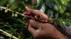 handpicked coffee cherries indonesia high quality harvest