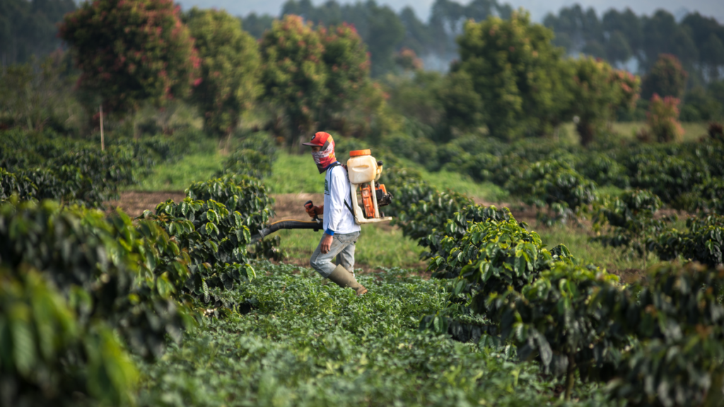 indonesian farmers harvesting coffee cherries