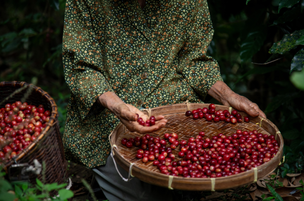 indonesian coffee cherries ready for processing
