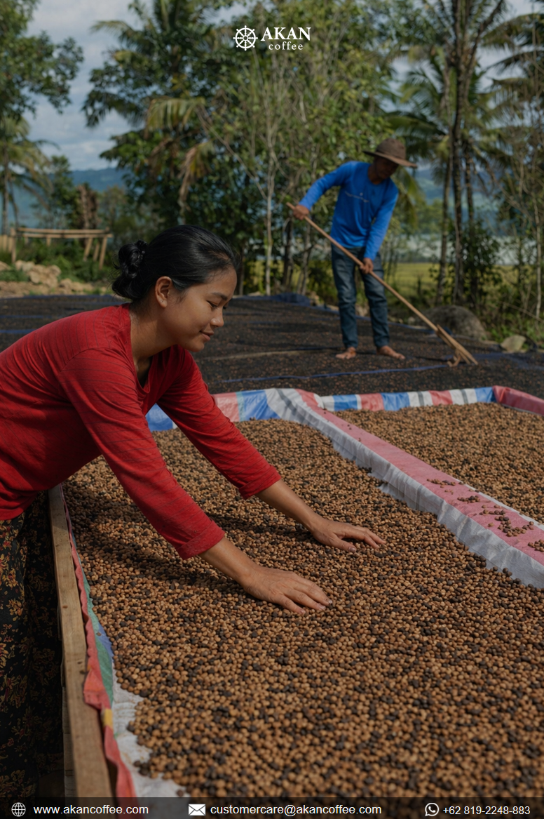 Indonesian farmers drying coffee beans under natural sunlight
