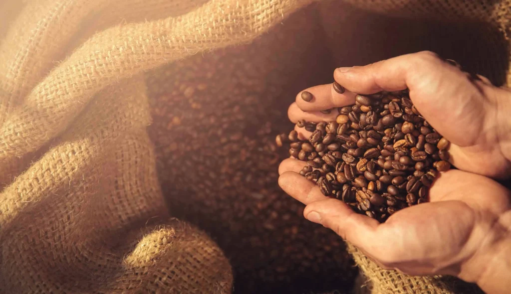 arabica vs robusta coffee bean characteristics