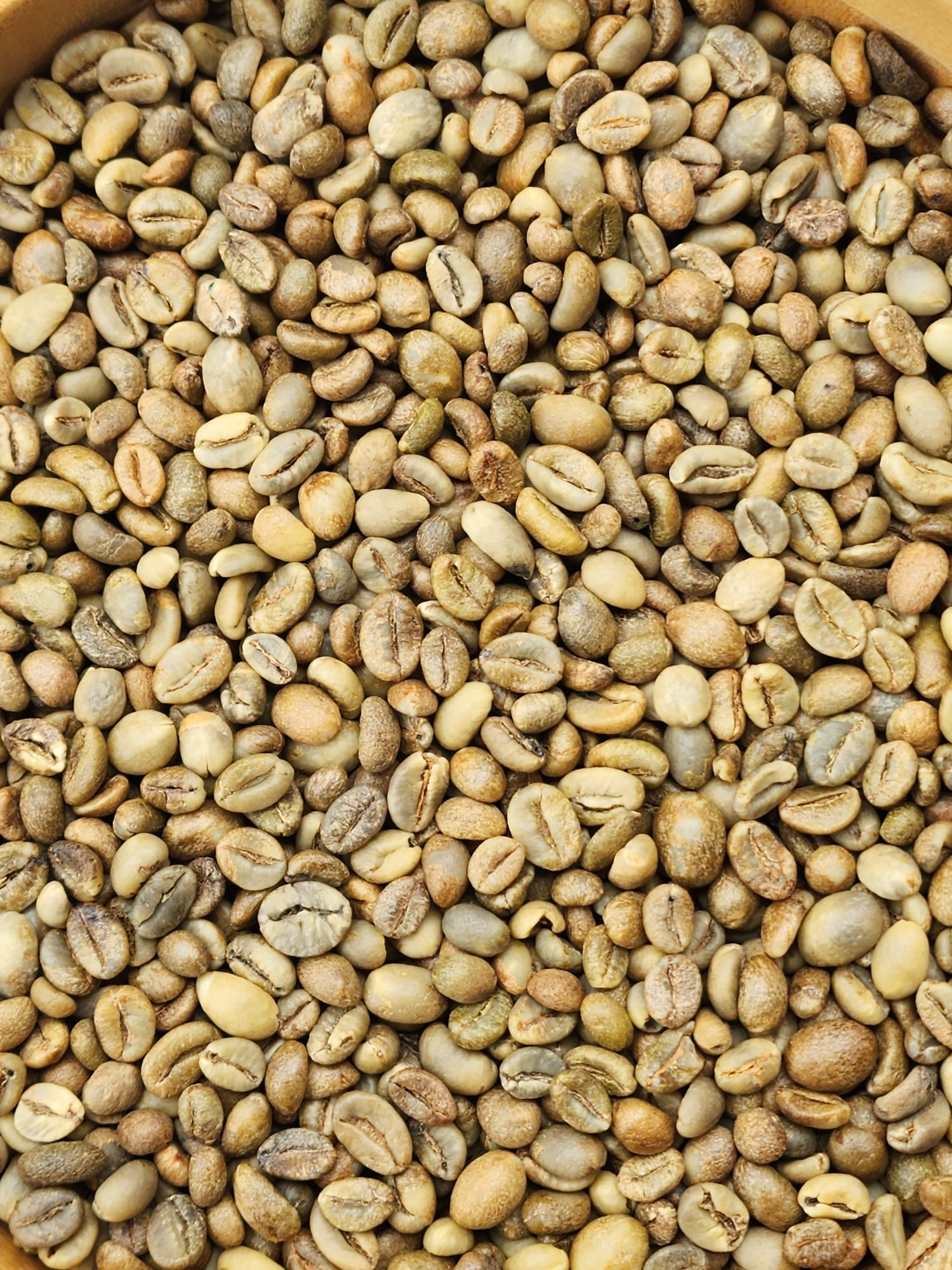 Sumatra green coffee beans Gayo Mandheling Indonesia