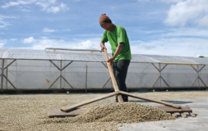 Green coffee beans supplier from Indonesia for international buyers