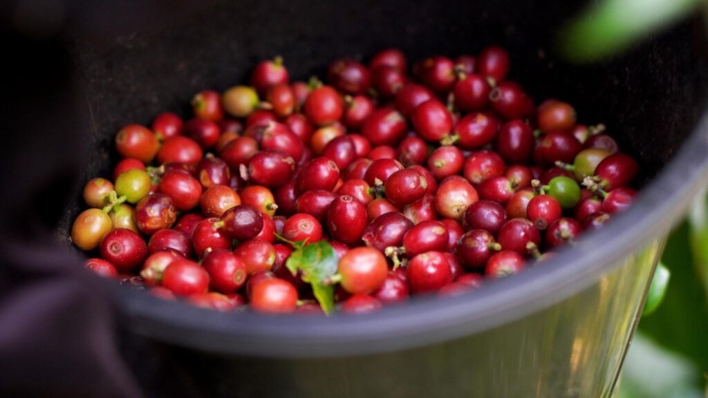 ripe coffee cherries illustrating natural acidity development in coffee