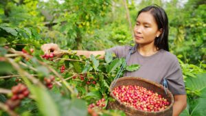indonesian coffee farmer harvesting cherries